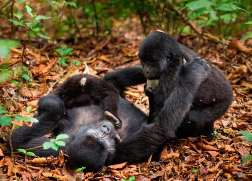 Kibale Chimp Safari