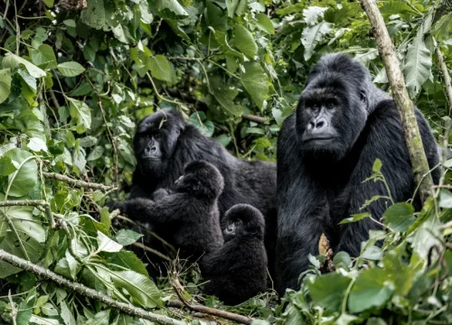 Kibale Chimp Safari (3 Days)