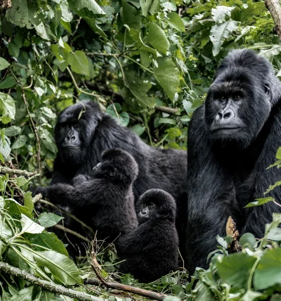Kibale Chimp Safari (3 Days)