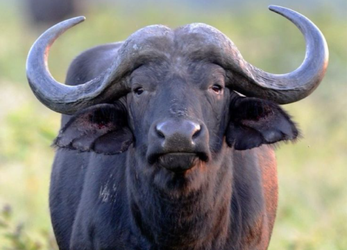 Kidepo Safari (5 Days)