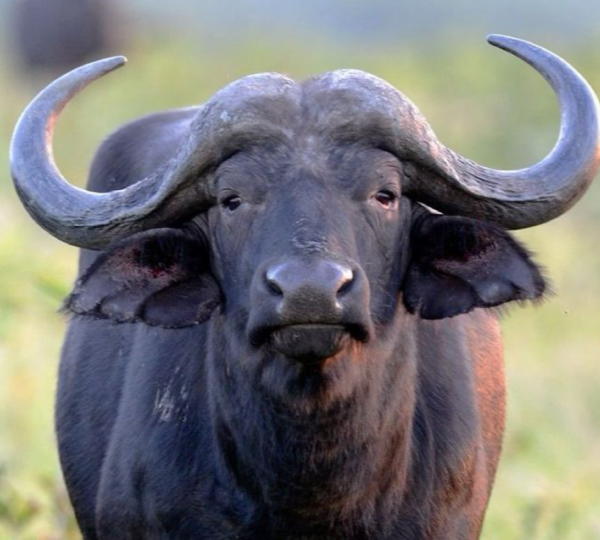Explore the Pearl of Africa