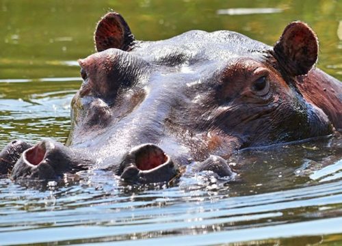 Murchison Falls Safari (3 Days)