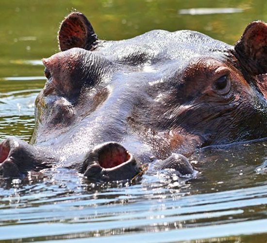 Murchison Falls Safari (3 Days)