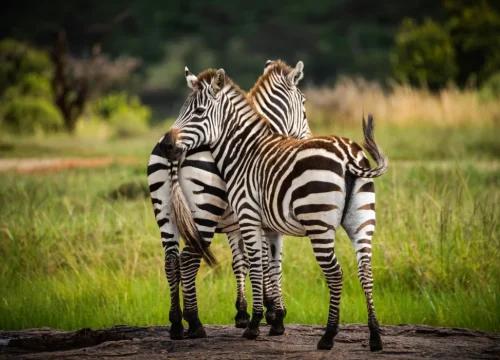 Lake Mburo Safari (2 Days)
