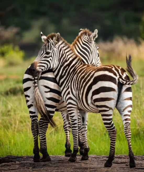 Lake Mburo Safari (2 Days)