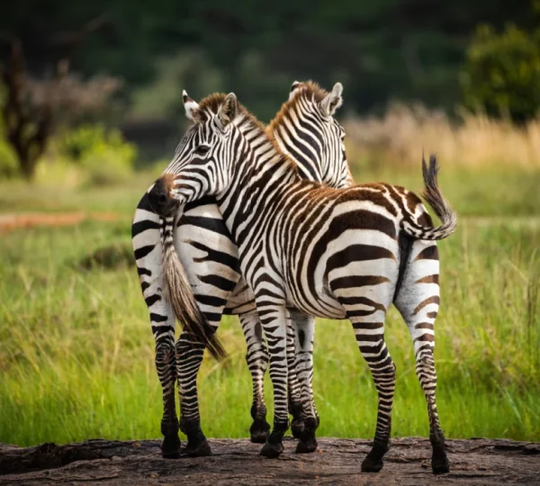Explore the Pearl of Africa