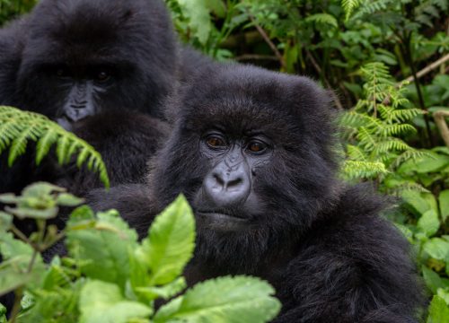 Bwindi Gorilla Safari