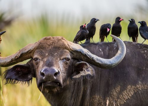 Queen Elizabeth Safari (3 Days)