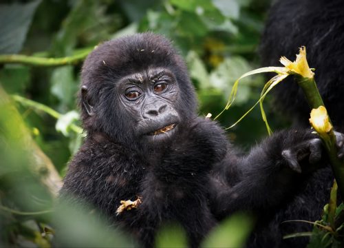 Bwindi Gorilla Safari (3 Days)