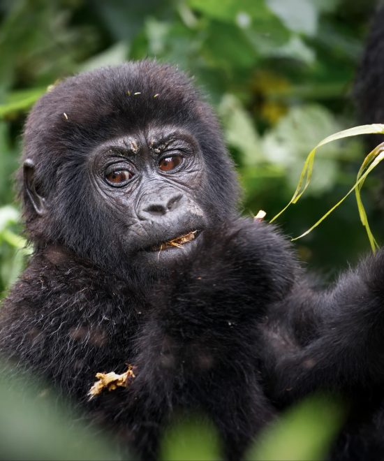 Bwindi Gorilla Safari (3 Days)
