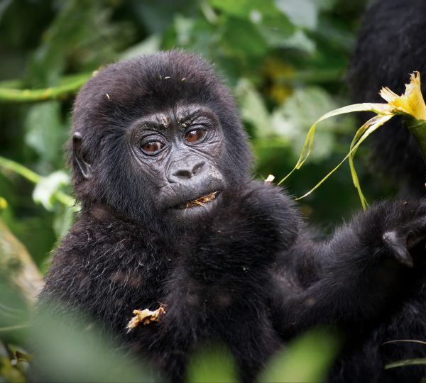 Explore the Pearl of Africa